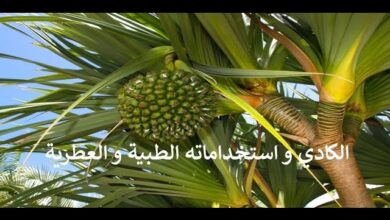 ماء الكادي