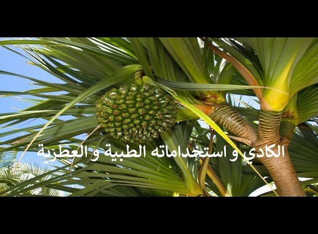 ماء الكادي