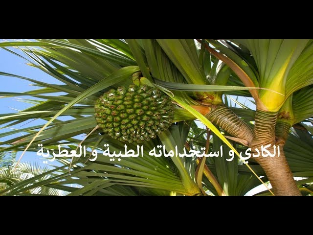 ماء الكادي: الفوائد الجمالية والصحية والعطرية في زجاجة واحدة